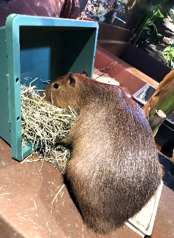 オービィ横浜のカピバラ
