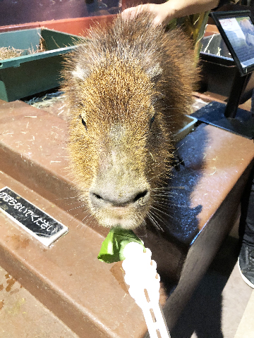 オービィ横浜のカピバラ