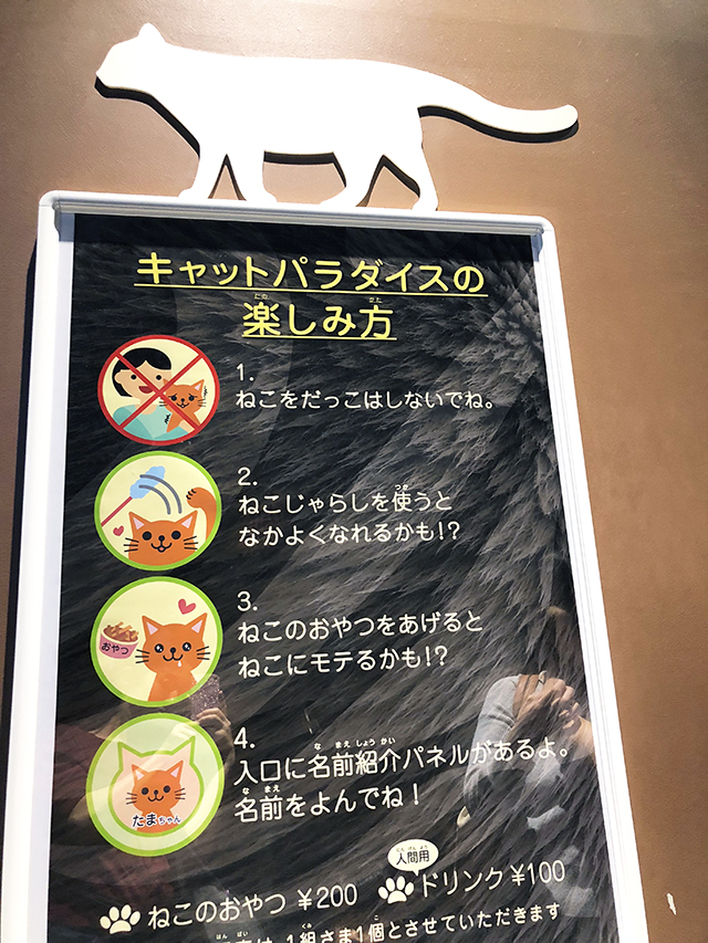 オービィ横浜キャットパラダイスの遊び方