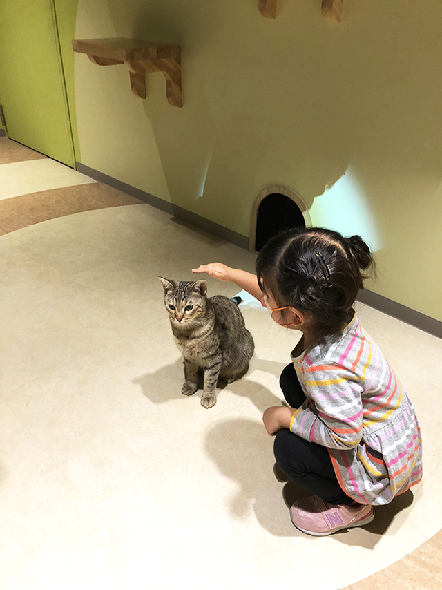オービィ横浜キャットパラダイスで遊ぶ