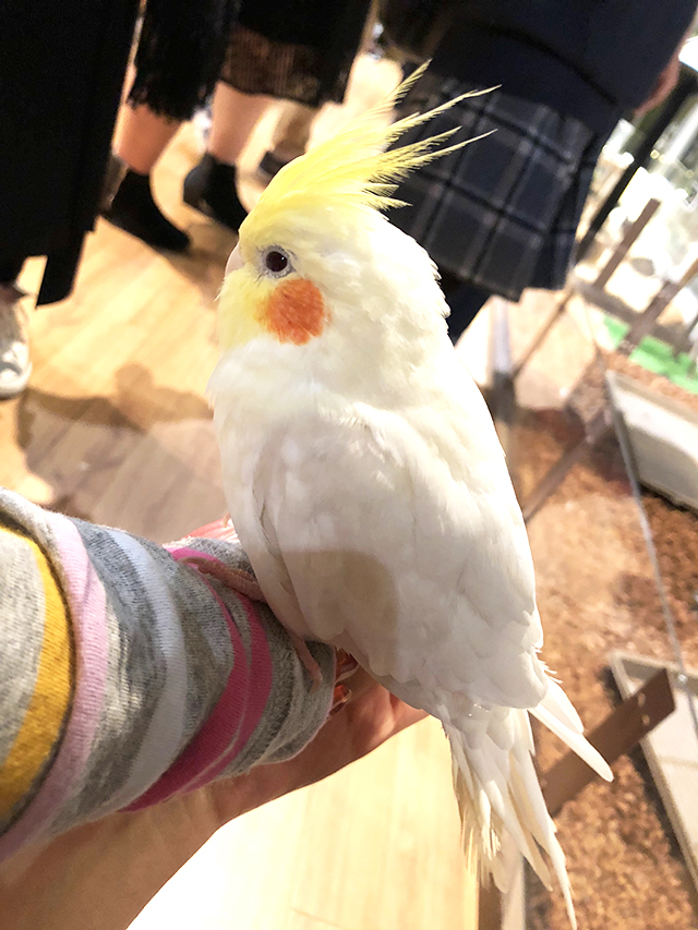 オービィ横浜のオカメインコ