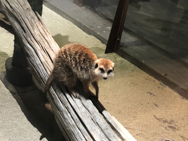 オービィ横浜のミーアキャット