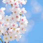 桜・お花見